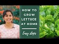 How to grow Lettuce from seeds at home | Easy steps | Leafy vegetables | TrustBasket