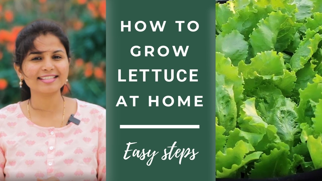 How to grow Lettuce from seeds at home | Easy steps | Leafy vegetables ...
