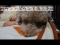 2016年紅白を見てくれないレオ
