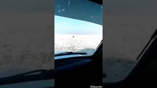 Қасқыр аулау қазақтар қара қасыр аулады