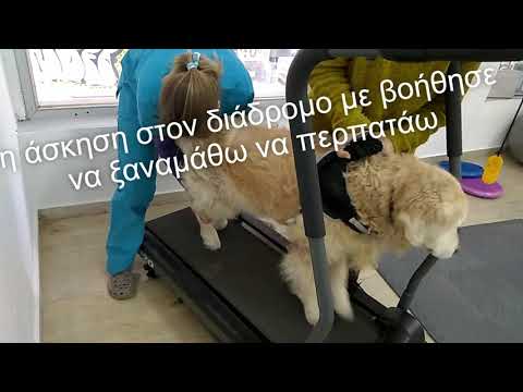 Βίντεο: Pet Scoop: Παράλυτο Dachshund βρίσκει νέο σπίτι, ευτυχισμένες ειδήσεις για τον σκύλο οδηγό ηρώων