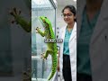 Geckos Use QUANTUM PHYSICS To Walk On Ceilings (Mind = Blown)
