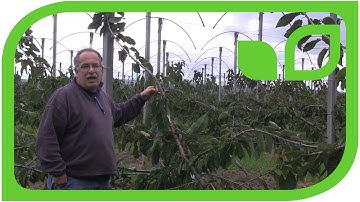 The training of the diagonal cherry tree Part1