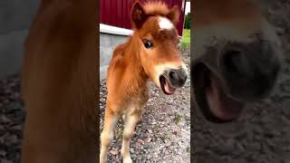 أصغر حصان في العالم #حصان