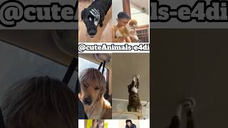 If Animals Could Talk 😂🐾Part-205 #Shorts #funnyanimals #animalcomedy