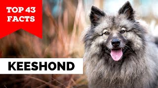 99% of Keeshond Owners Don't Know This