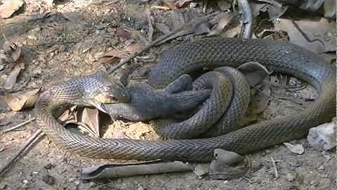 Snake eating lizard Part 2