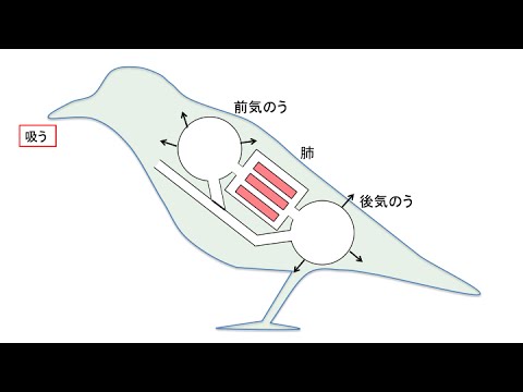 鳥の呼吸