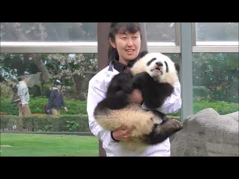 なにちてんの 彩浜 お掃除にも興味津々ッ 赤ちゃんパンダ Giant Panda Saihin Cleaning Time Youtube