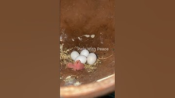 Java Finches | Rice Sparrow | 1st Chick Hatch Out @pets_with_peace ✌️#tamil #pmraviary #nagercoil🌴