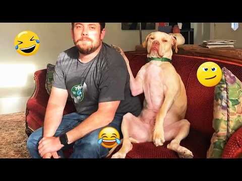 I dare you not to LAUGH at these FUNNY DOGS 😁🦮 - Best Funny Animals Videos 2026 #346