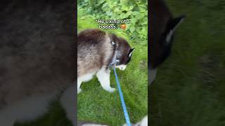 I mean, we were all thinking it. 🐺😏😉 #siberianderpskies #husky