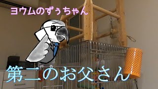 【ヨウムのずぅちゃん】第二のお父さん～電話が多忙の極み～