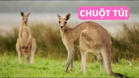 Khám Phá Cuộc Sống Hoang Dã Của Chuột Túi | Thế Giới Động Vật