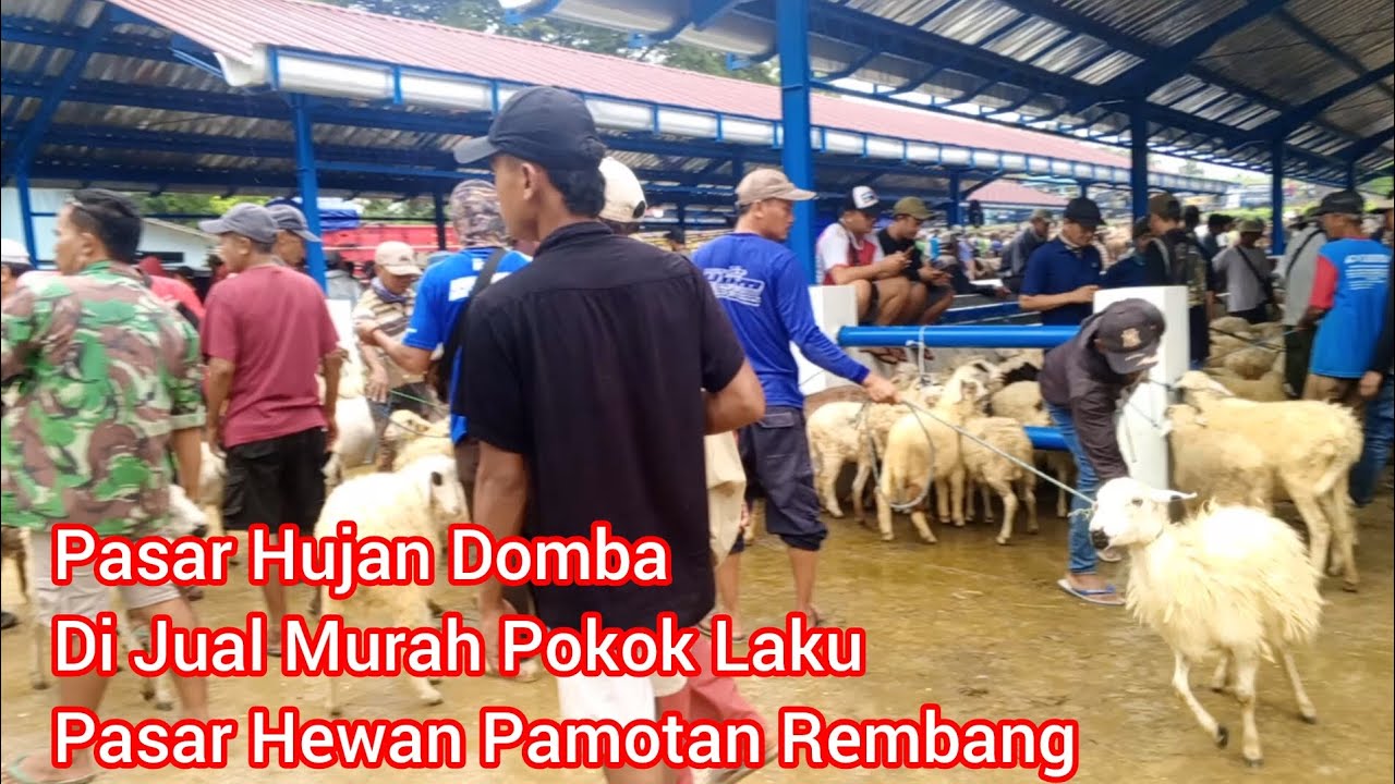 Pasar Hewan Hujan Domba Di Jual Murah Pokok Laku ‼️ Pasar Hewan Pamotan Rembang Jawa Tengah 