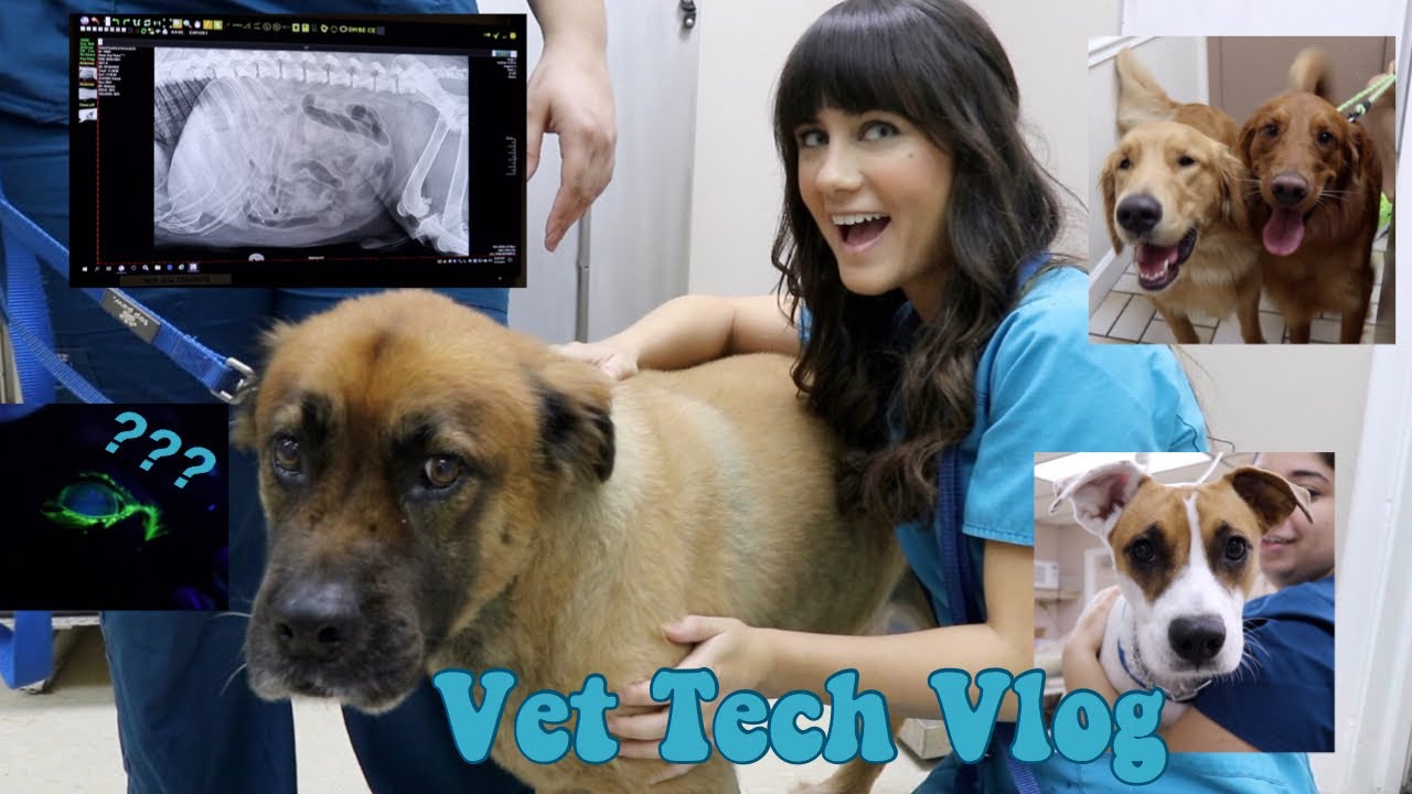 day in the life of a vet tech vet tech vlog veterinary technician vettech