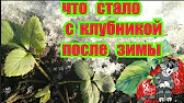 Ника Клубника
