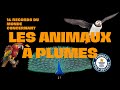 Records du monde 17  les animaux  plumes