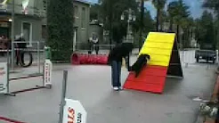 Honey - Dimostrazione di agility - cani