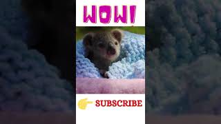 Cutest Baby Koala Compilation Ever😍😍😍 | Animal lover