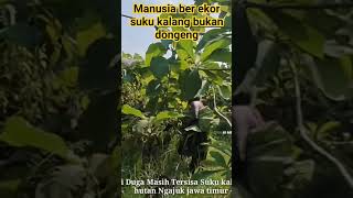 Manusia Ber Ekor Suku Kalang Hutan Pedalaman Jawa Timur