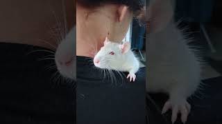 We have rats in the house