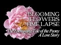 The enchanting tale of the peony a love story  flower blooming timelapse  mythical story tales