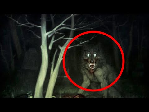 Wideo: Skąd się wzięła idea wilkołaków?