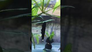 When keeping black ghost knife fish in a live plant aquariumshorts