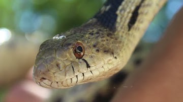 Watch our rescued Gopher Snake realize she is not in danger.