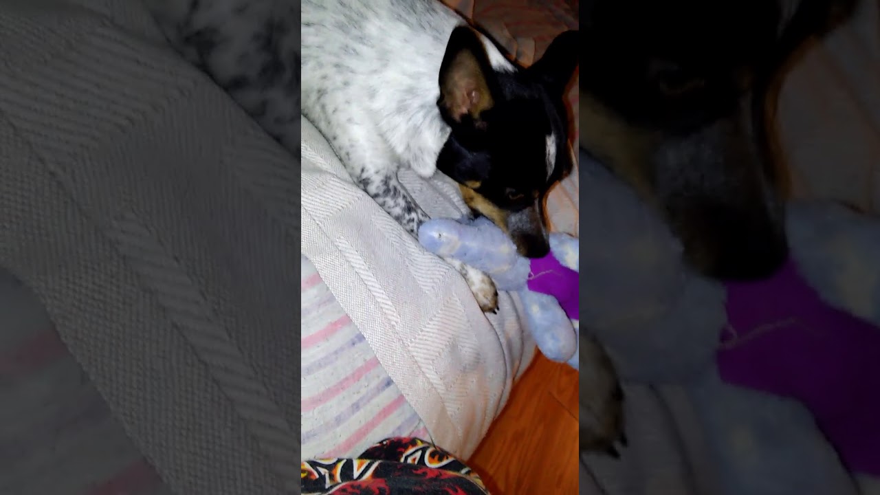 My dog nurses his stuff animal it's cute YouTube