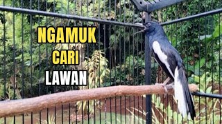 TERAPI KACER GACOR ISIAN ATASI KACER MACET BUNYI LANGSUNG NYAUT BUKOR EMOSI | NGAMUK CARI LAWAN
