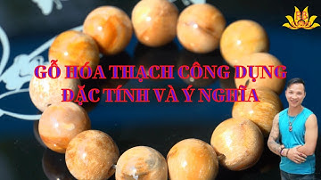 Đá Gỗ Hóa Thạch là gì? Đặc Tính Ý Nghĩa Công Dụng Trong Phong Thủy và Cuộc Sống II Cường Ruby