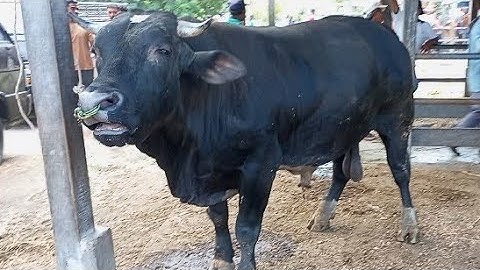 suara sapi, sapi moo, sapi jumbo, sapi lucu, sapi joget, sapi  brahman super, cow videos, funny cow