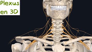 Où se trouve le plexus ?