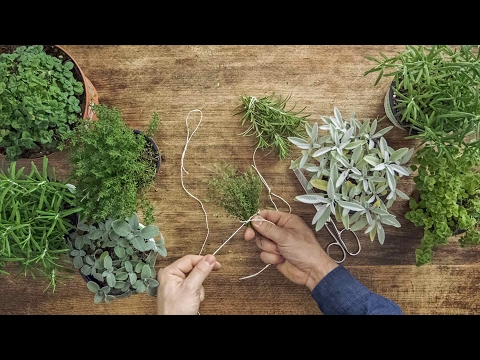 Vidéo: Remèdes à base de plantes pour la livèche : comprendre les bienfaits pour la santé de la livèche