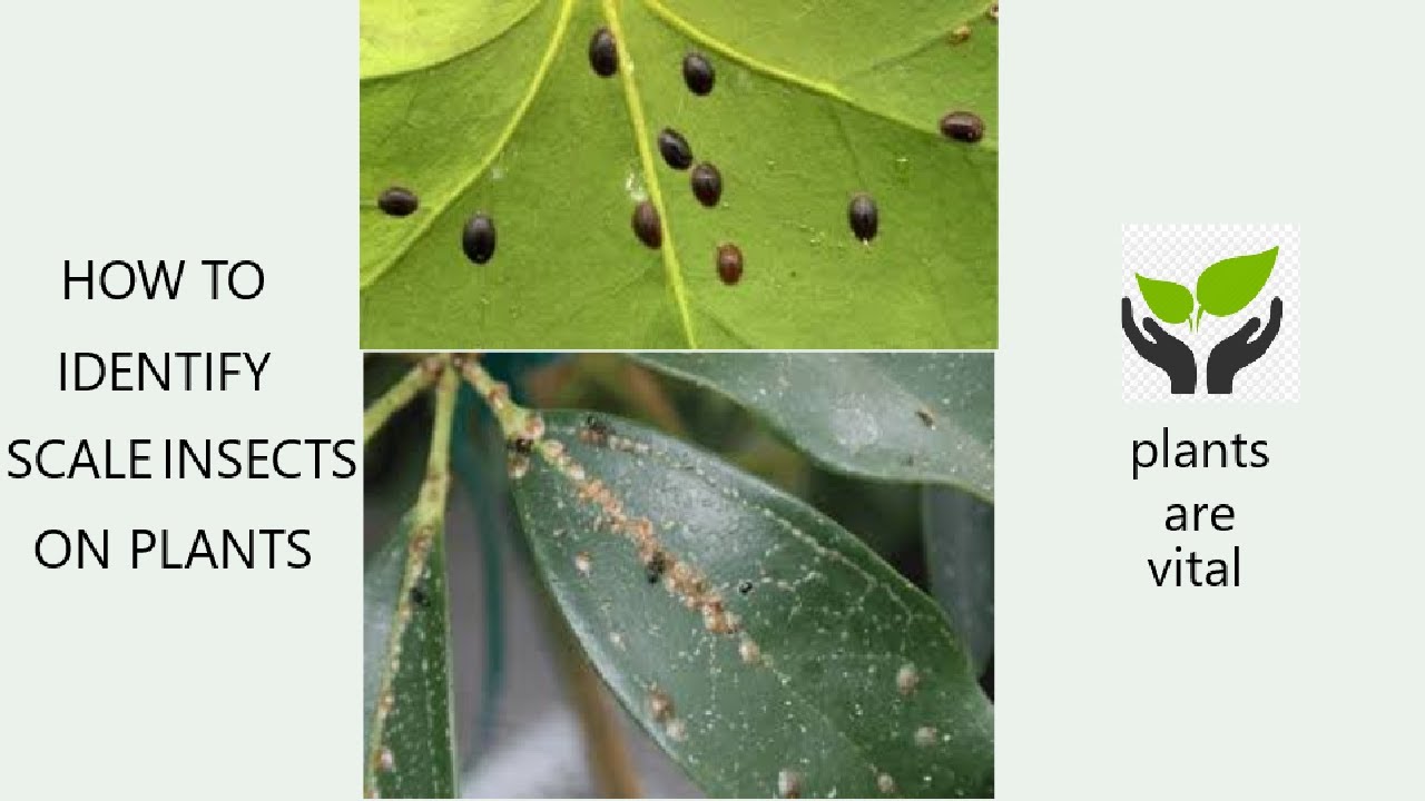 How to Identify and Control Scale Insects