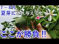 【2026年 有用菌栽培】夏芽に発酵水で来年の花が激増！7〜8月が勝負｜秋芽につなぐ核心管理