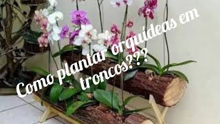 Como plantar orquídeas em troncos?