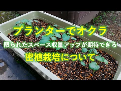 家庭菜園 収量アップが期待できるプランターでのオクラの育て方 密植栽培 Youtube