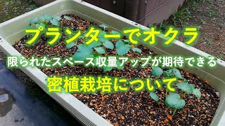 家庭菜園 収量アップが期待できるプランターでのオクラの育て方 密植栽培 Youtube