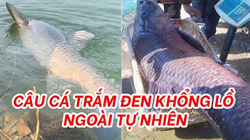 Kinh nghiệm Câu cá khổng lồ ngoài tự nhiên không phải ai cũng biết