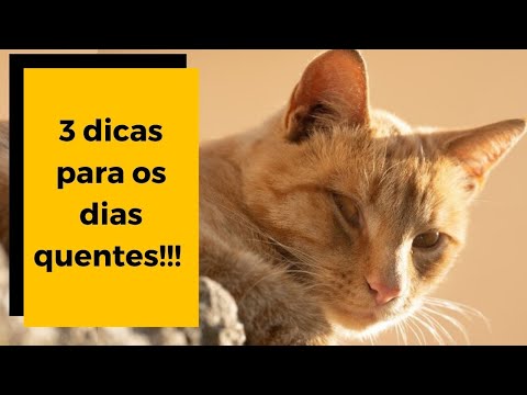 🌞🔴 Gato sente calor no verão! Como ajudar o gato a se refrescar em dias quentes. 😺