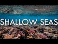 Shallow Seas - Continental Shelf, Coral, Plankton and Kelp - Biomes#11