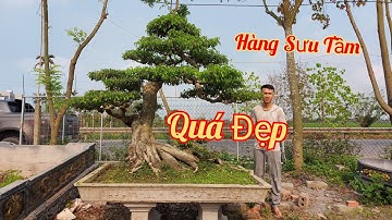 Cây này đáng để sưu tầm các bác ạ - Cây già làm theo lối cổ, da già bông mịn / 0918484837