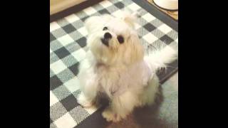 Owen The Maltese Puppy- Teenage Years by Obi and Owen- Maltese 884 views 10 years ago 1 minute, 17 seconds