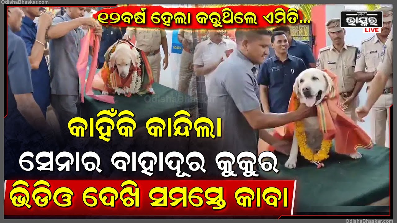 ୧୧ବର୍ଷ ହେଲେ ଦେଶ ପାଇଁ ନିଜ ଜୀବନକୁ ବାଜିରେ ଲଗାଇଥିଲେ,ଆଜି ସେହି ବୀର କୁକୁର ପାଇଁ ସମସ୍ତଙ୍କର ଆଖିରେ ଲୁହ