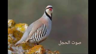 صوت الحجل الصيادة الملوك 😍