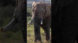 Huge Elephant 🐘 BULL showing off…