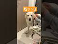 【引退まであと5日】盲導犬氷次郎🦮今まで本当にありがとう❣️ #shorts #labrador #盲導犬